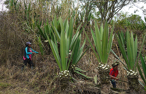 El nuevo acuerdo precisa que con este enfoque se pretende garantizar los derechos de las mujeres y que no está relacionado con el concepto de familia. Foto: Juan Diego Restrepo E. renegociacion 4